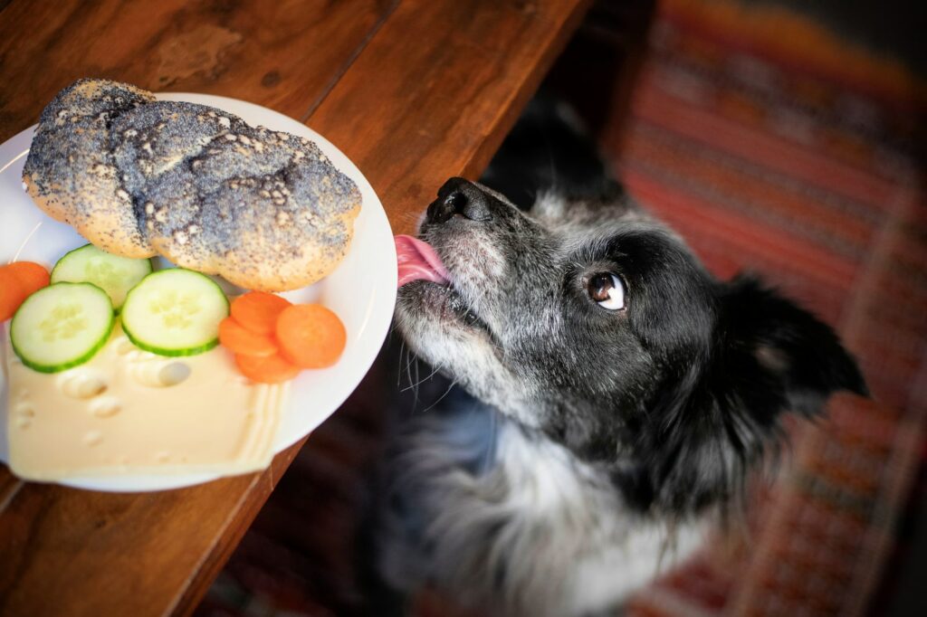 Foods Toxic to Dogs