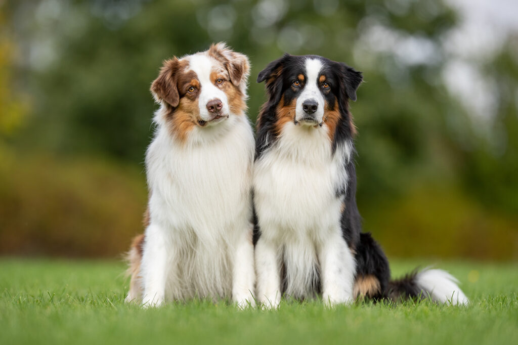 Australian Shepherd