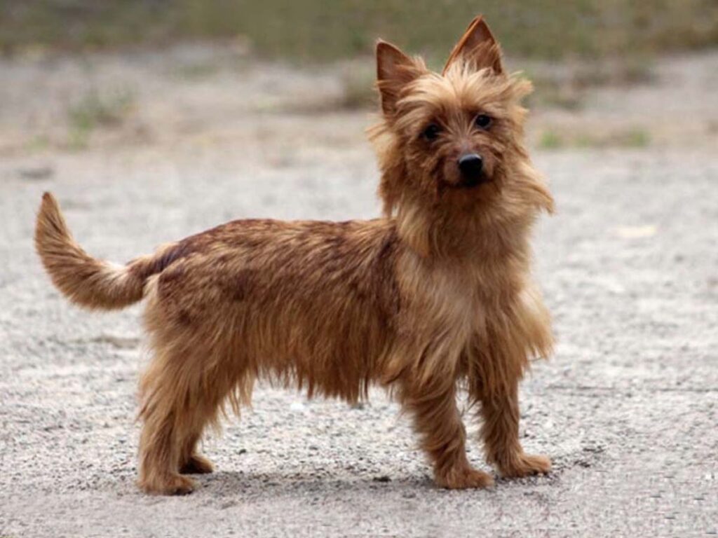 Australian Dog Breeds Terrier